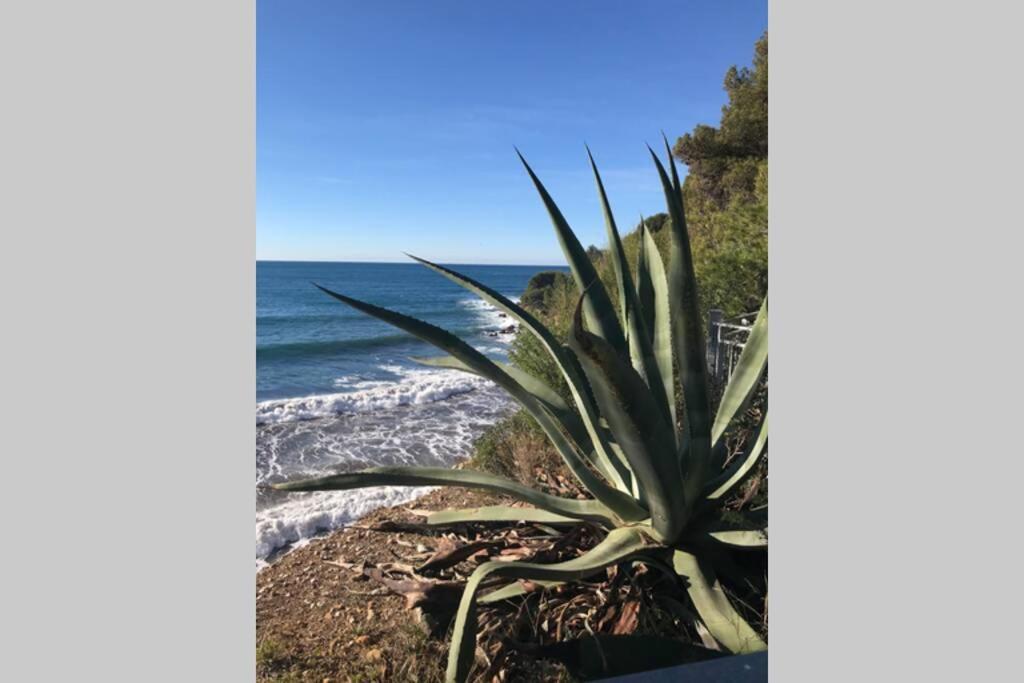 La Petite Pinede Studio Climatise Proche Plage Sanary-sur-Mer Eksteriør billede